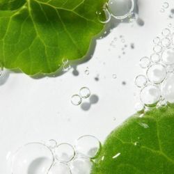 Centelha Asi&aacute;tica