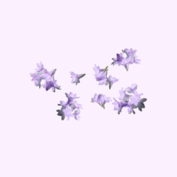 jacarandá