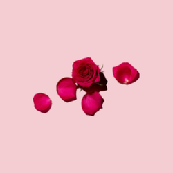 rose amélie