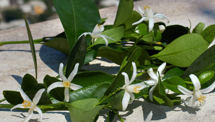 flor de laranjeira