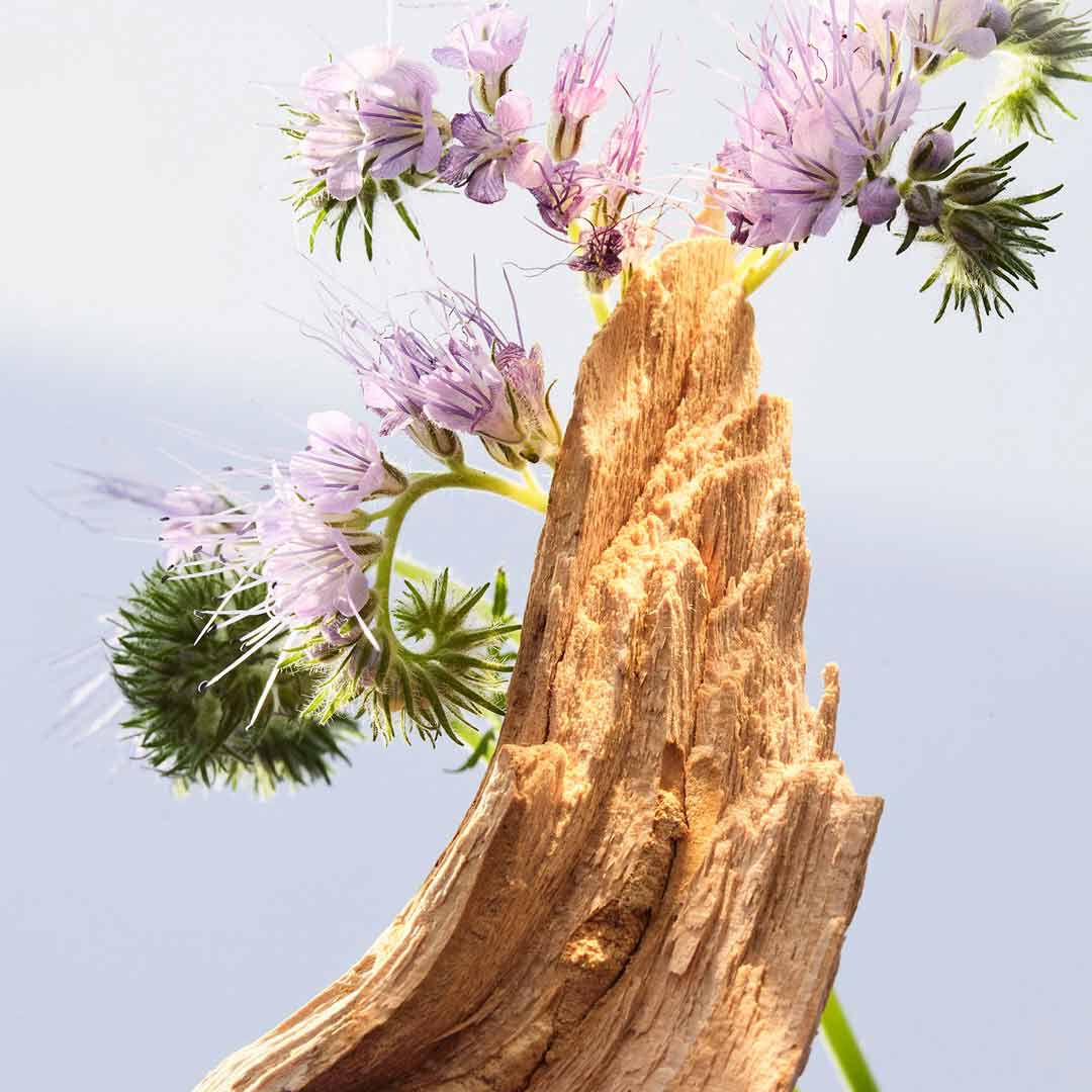 Amethyste Eau de Toilette - BVLGARI - OMNIA - Imagem 7