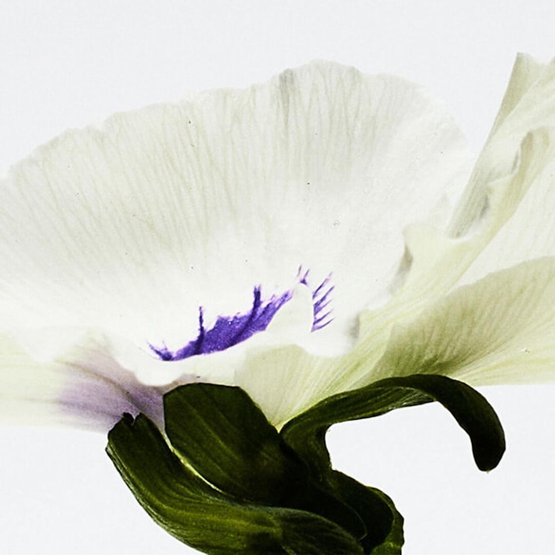 Eau de Parfum - LOEWE - Loewe Aire Anthesis - Imagem 4