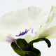 Eau de Parfum - LOEWE - Loewe Aire Anthesis - Imagem 4