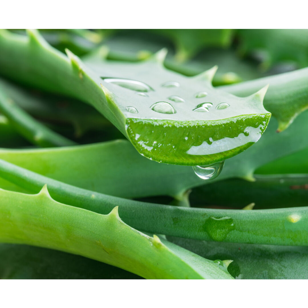Petal-Infused Calming Mask - KIEHL'S - Calendula - Imagem 5
