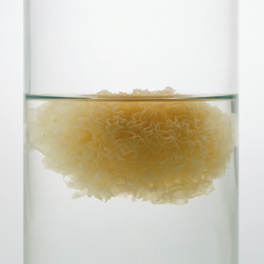 S&eacute;rum Hidratante com &Aacute;cido Hialur&oacute;nico, Extrato de Tremella & Pantenol - Raisi - Rosto - Imagem 3