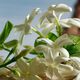 Parfum - Dolce&Gabbana - Q BY DOLCE&GABBANA - Imagem 5