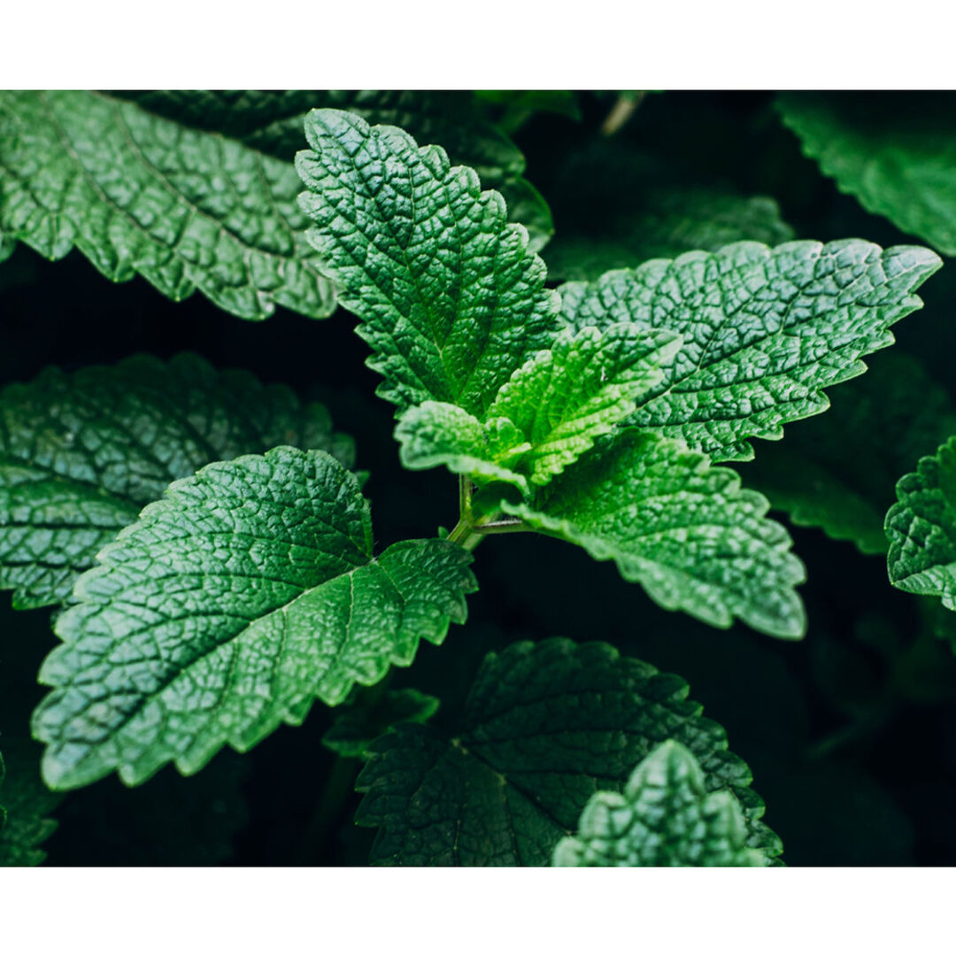 Energizing Scrub - KIEHL'S - Facial Fuel - Imagem 6