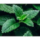 Energizing Scrub - KIEHL'S - Facial Fuel - Imagem 6