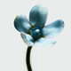 Eau de Toilette - LOEWE - LOEWE 001 WOMAN - Imagem 4