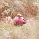 Eau de Parfum - COACH - Coach Wild Rose - Imagem 5