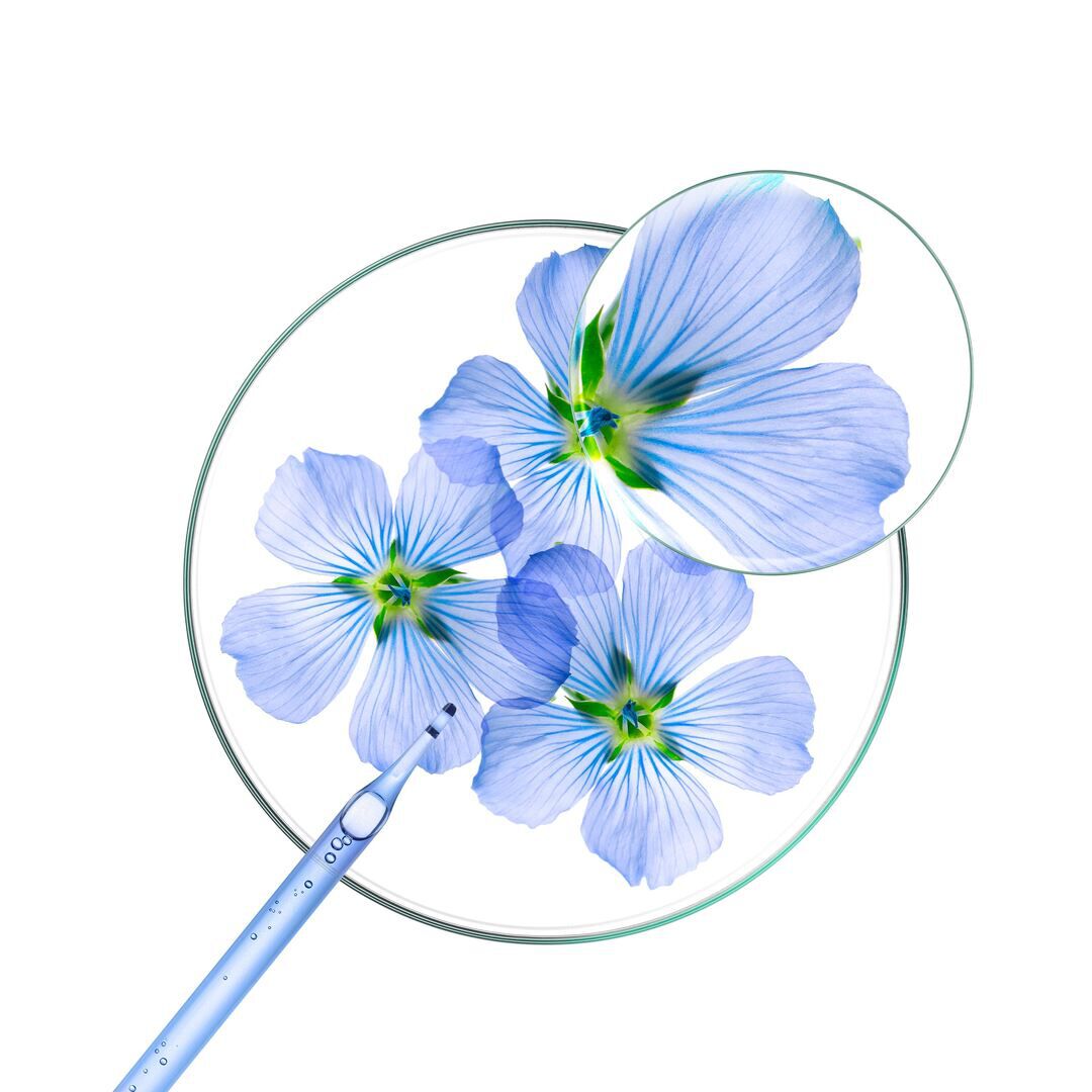 Champô Linho - KLORANE -  - Imagem 3