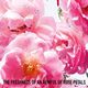 Rose N Roses Eau de Toilette - Dior - MISS DIOR - Imagem 8