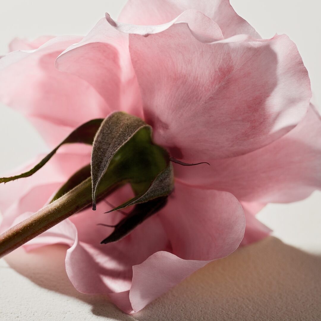 Eau de Parfum - CHLOÉ - CHLOÉ EDP - Imagem 9