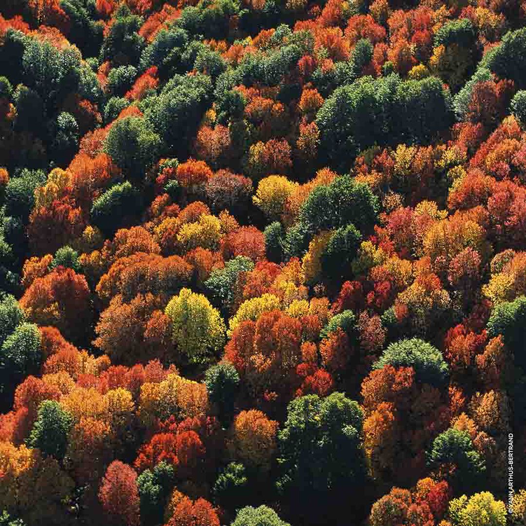 Rosa Palissandro Eau de Parfum - GUERLAIN - AQUA ALLEGORIA FORTE - Imagem 8