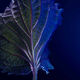 Elixir - HUGO BOSS - BOSS BOTTLED TRIUMPH - Imagem 7