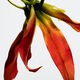 Eau de Toilette - LOEWE - LOEWE PAULAS IBIZA ECLECTIC - Imagem 3