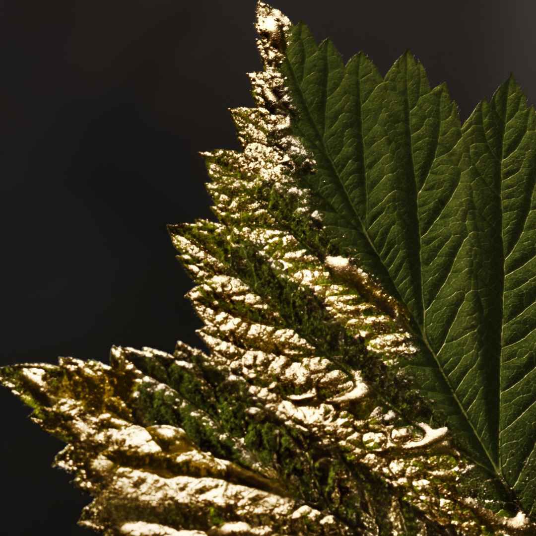 Parfum Intense - HUGO BOSS - Boss Bottled Absolu - Imagem 5