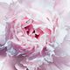 Lait Fondant Pour Le Corps - Dior - MISS DIOR - Imagem 2