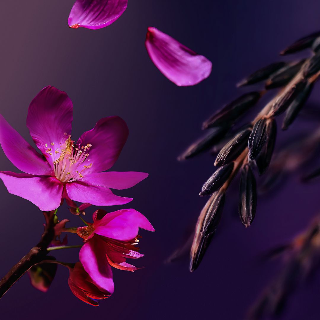 Small Gift Set - Rituals - Sakura - Imagem 5