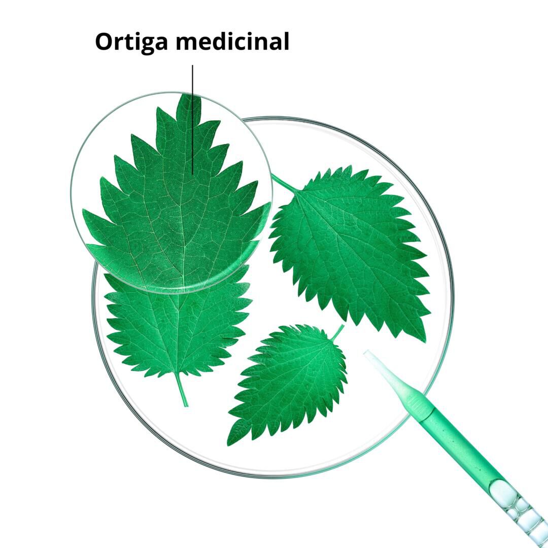 Champô Ortiga - KLORANE -  - Imagem 2