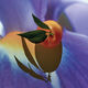 Elixir - LOEWE - LOEWE SOLO - Imagem 4