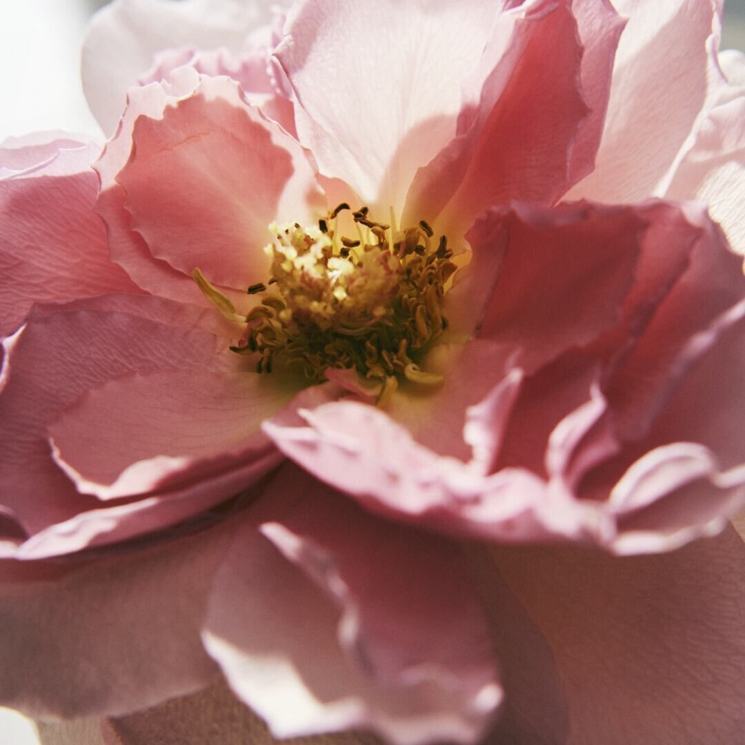 Eau de Parfum Intense Recarga - CHLOÉ - CHLOÉ ROSE NATURELLE - Imagem 2