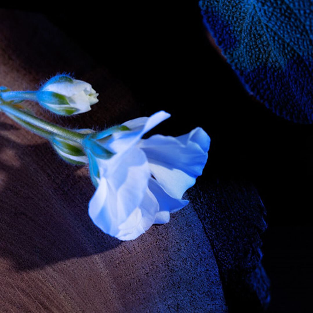 Eau de Parfum - Yves Saint Laurent - Y - Imagem 16