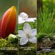 Eau de Parfum - MARC JACOBS - DAISY WILD - Imagem 5