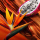 Eau de Toilette - ESCADA - Bali Paradise - Imagem 4