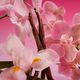Coffret Eau de Parfum - CALVIN KLEIN - Euphoria New Collection Magnetic Elixir - Imagem 4