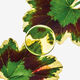 ELIXIR - LOEWE - LOEWE ESENCIA - Imagem 4