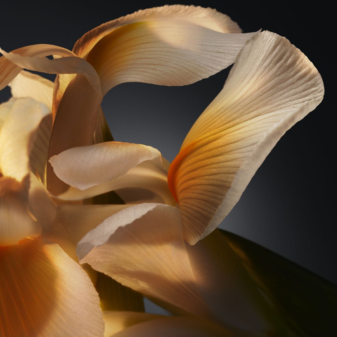 Parfum - HUGO BOSS - Boss Bottled Parfum - Imagem 8