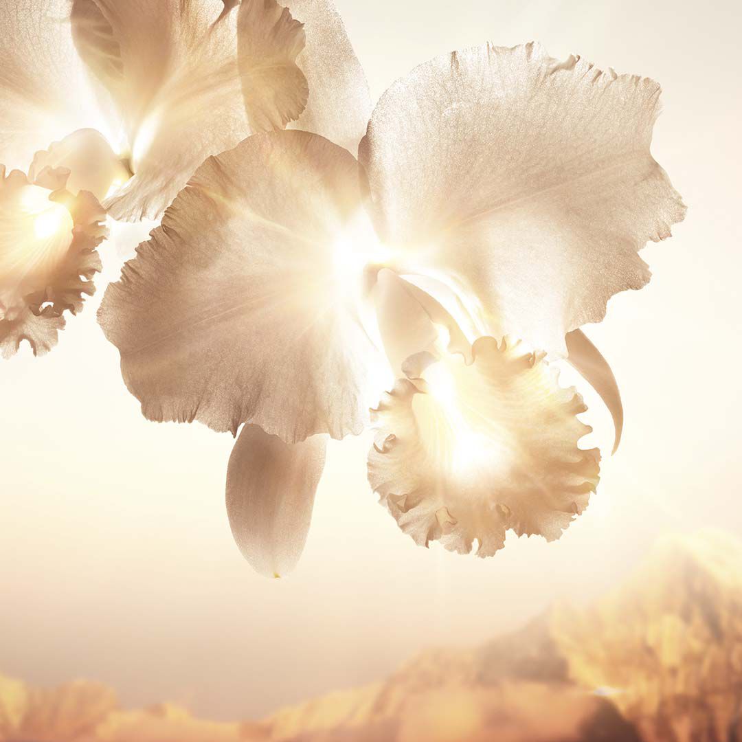 GOLD NOBILE CREME - RECARGA - GUERLAIN - ORCHIDÉE IMPÉRIALE - Imagem 8