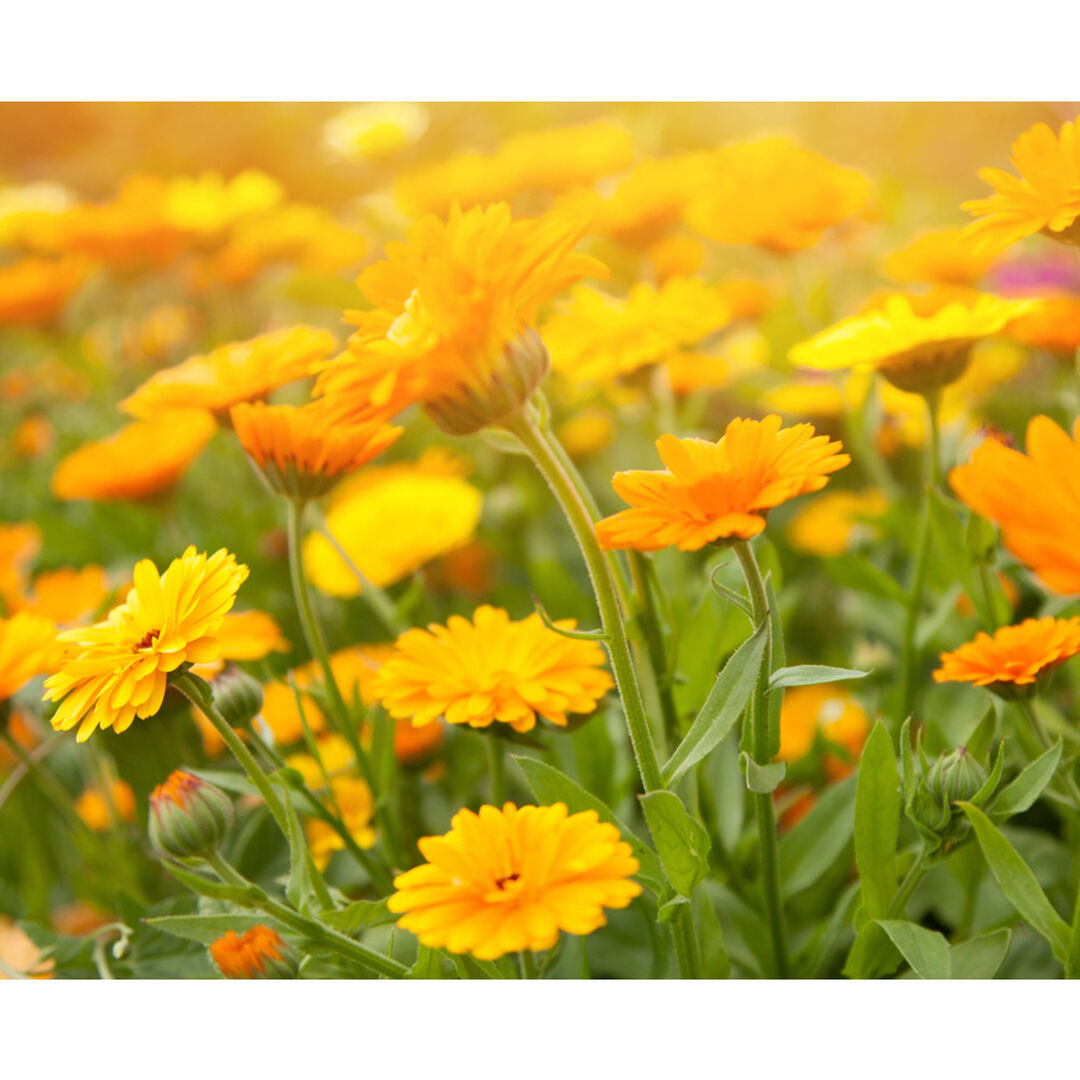 Petal-Infused Calming Mask - KIEHL'S - Calendula - Imagem 6