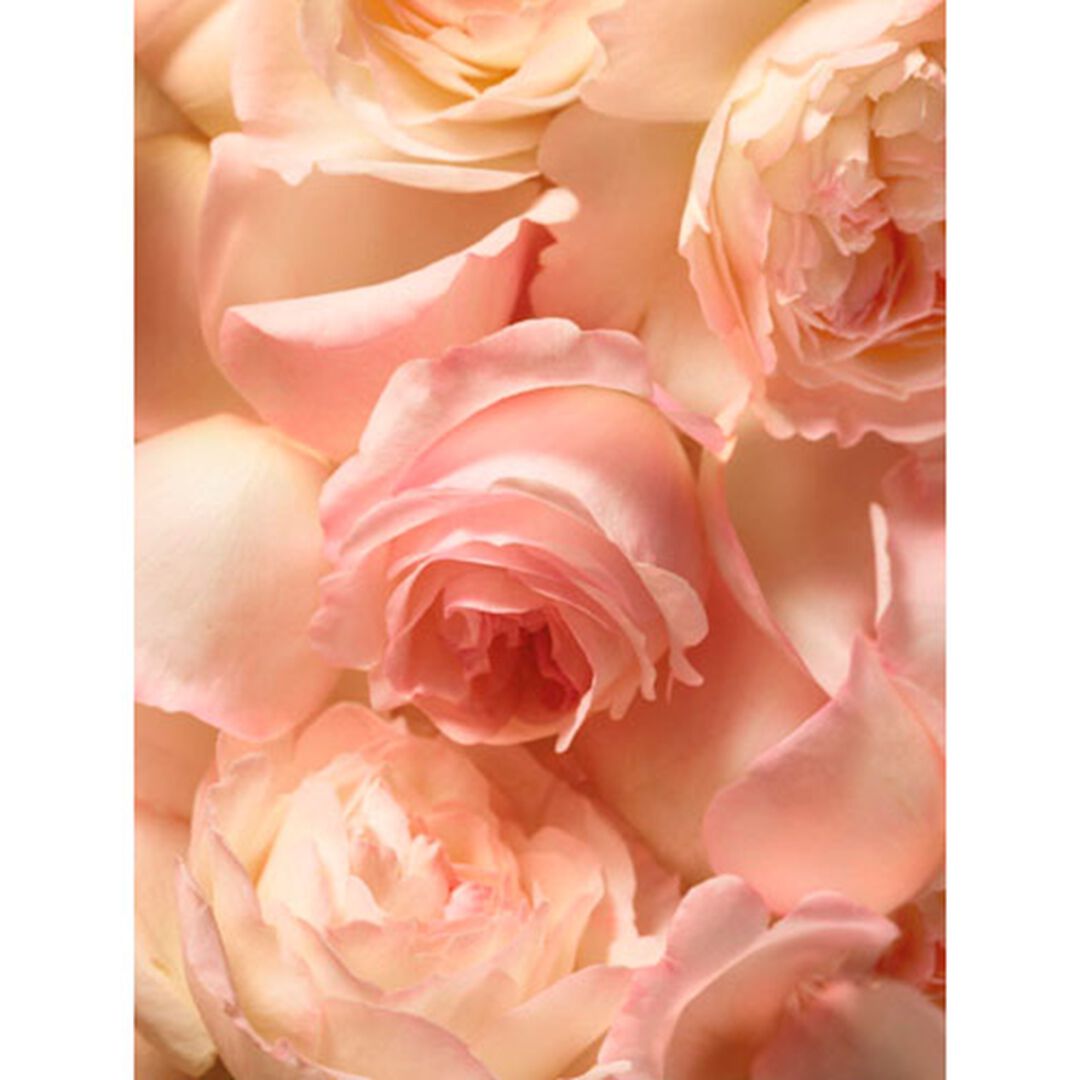 Eau de Parfum - RALPH LAUREN - ROMANCE ALWAYS YOURS - Imagem 4
