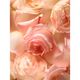 Eau de Parfum - RALPH LAUREN - ROMANCE ALWAYS YOURS - Imagem 4
