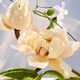 Crystalline Eau de Parfum - BVLGARI - OMNIA - Imagem 4