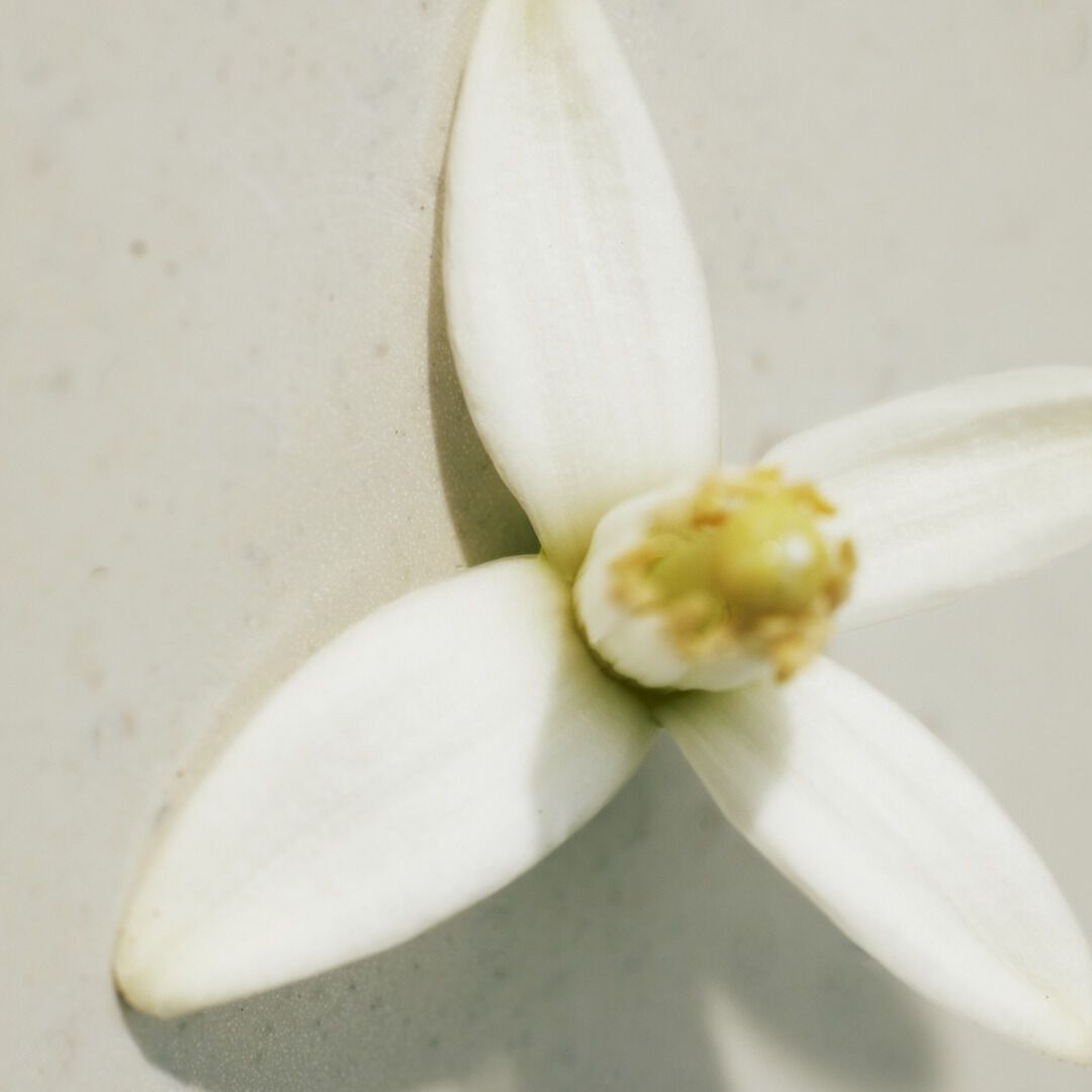 Eau de Parfum - CHLOÉ - CHLOÉ NATURELLE - Imagem 5