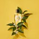 Eau de Cologne Neroli - BENAMÔR - Águas de Colónia - Imagem 3