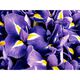 Eau de Parfum - RALPH LAUREN - Polo Blue - Imagem 17