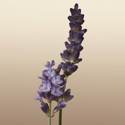 Eau de Parfum Recarga, , hi-res