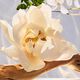 Crystalline Eau de Parfum - BVLGARI - OMNIA - Imagem 2