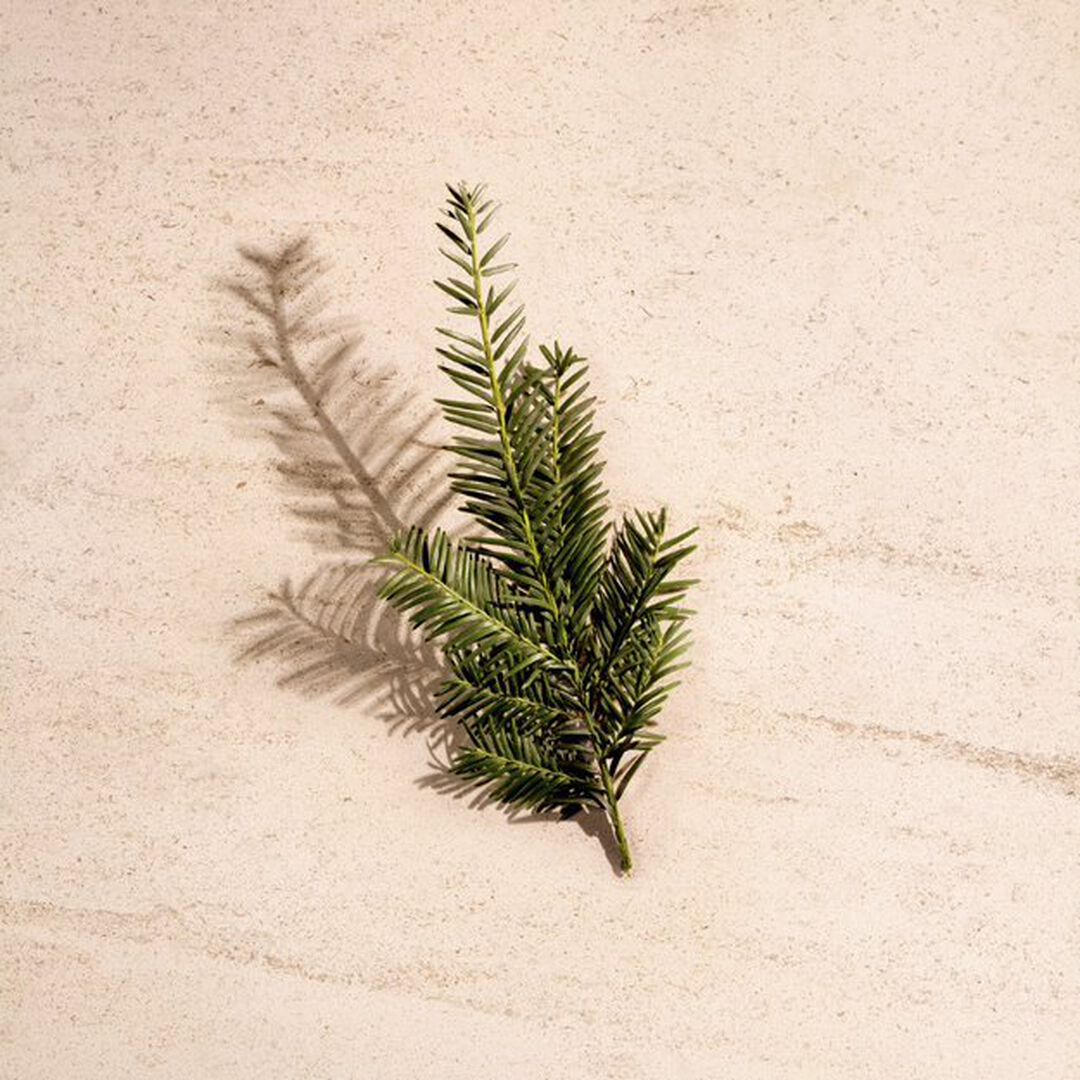 Eau de Toilette - BOTTEGA VENETA - BN ILLUSIONE /H - Imagem 6