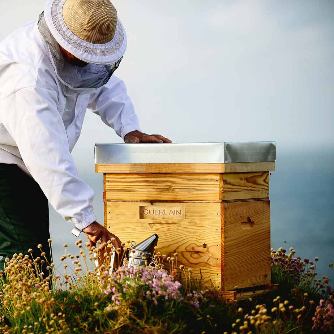 ESCOVA DE CUIDADO DO CABELO E COURO CABELUDO - GUERLAIN - ABEILLE ROYALE - Imagem 4
