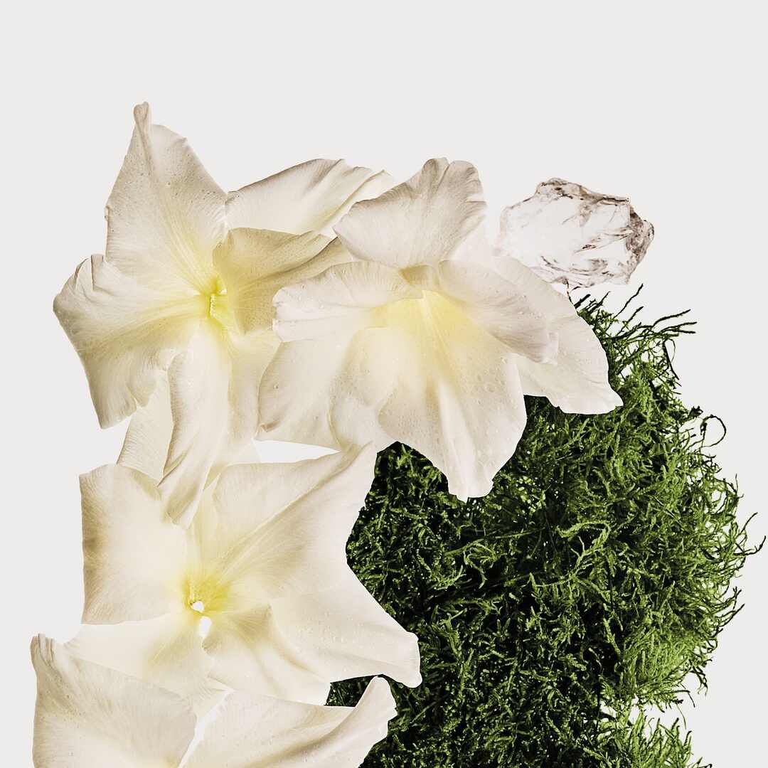 COTTON MUSK - CALVIN KLEIN - CK Body Mist - Imagem 3