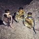 Eau de Parfum Nuit IV - CHLOÉ - NUIT D'EGYPTE - Imagem 6