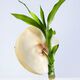 Crystalline Eau de Toilette - BVLGARI - OMNIA - Imagem 5