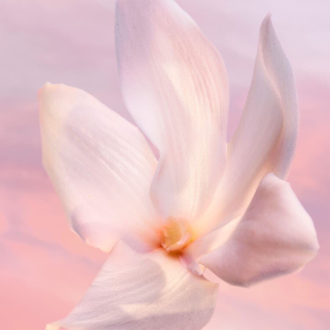 Vanille Nude - Eau de Parfum - Lancôme - La Vie est Belle - Imagem 12