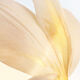 L'Or Parfum - Dior - J’adore - Imagem 10
