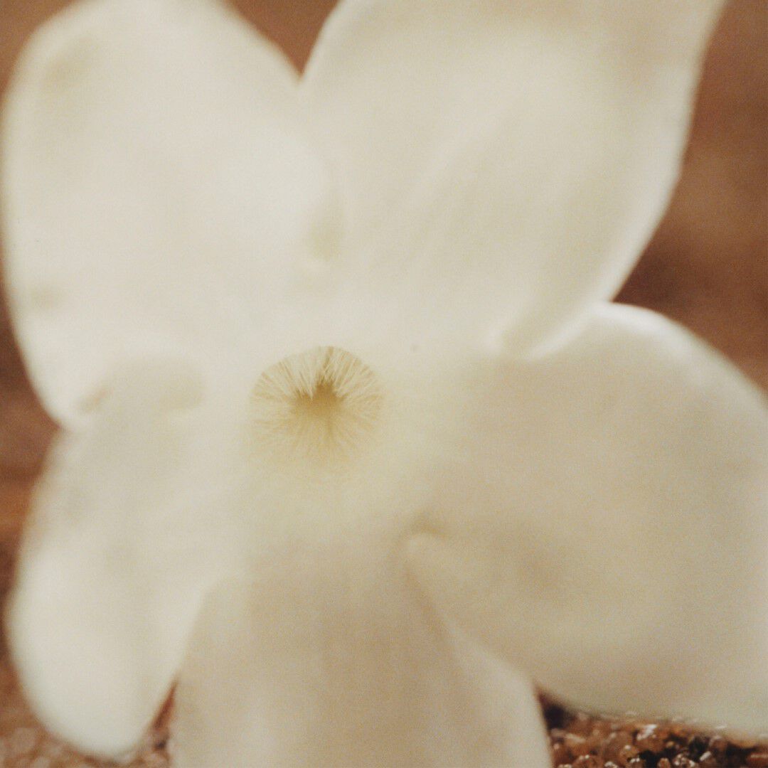 Eau de Parfum - CHLOÉ - Nomade Jasmim Naturelle Intense - Imagem 8